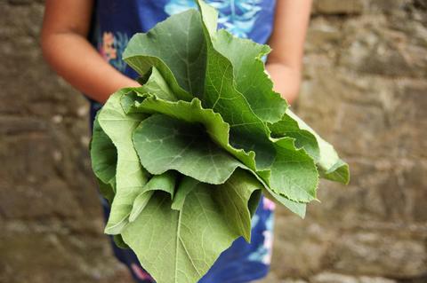 Pumpkin Leaves